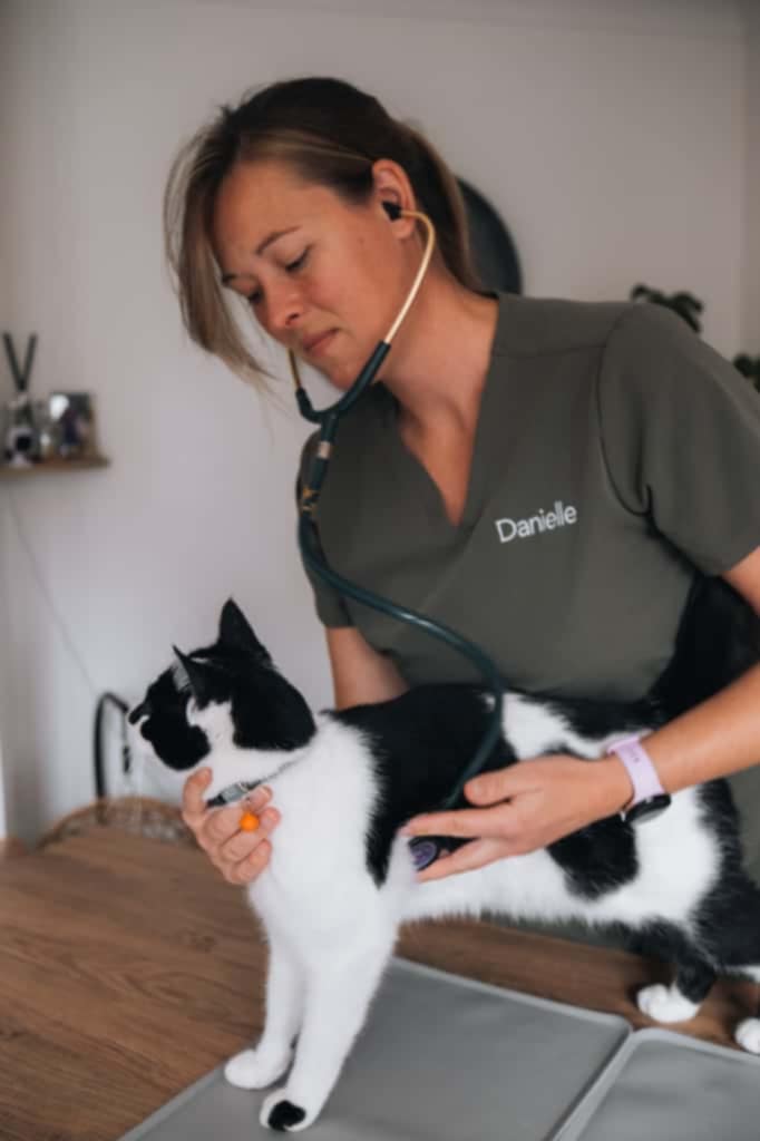Cat patient
