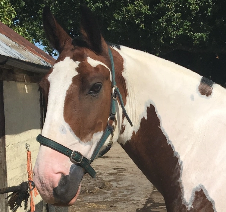 Equine service example 1