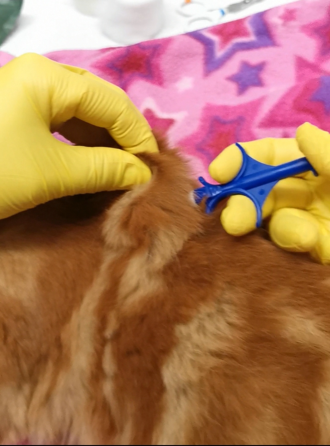 Microchipping example 3